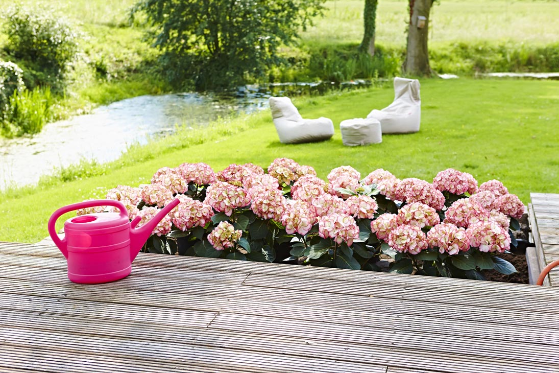 Rudi Schubert, Schubert-Fotografie, Studio für professionelle Werbefotografie, junges kreatives Team, Werbefotografie Münster, Werbefotografie Osnabrück, Werbefotografie, Stillleben, Imagefotografie, Produktfotografie, Kötterheinrich Hortensienkulturen, Hortensien, Pflanzen, Blumen, Green Market