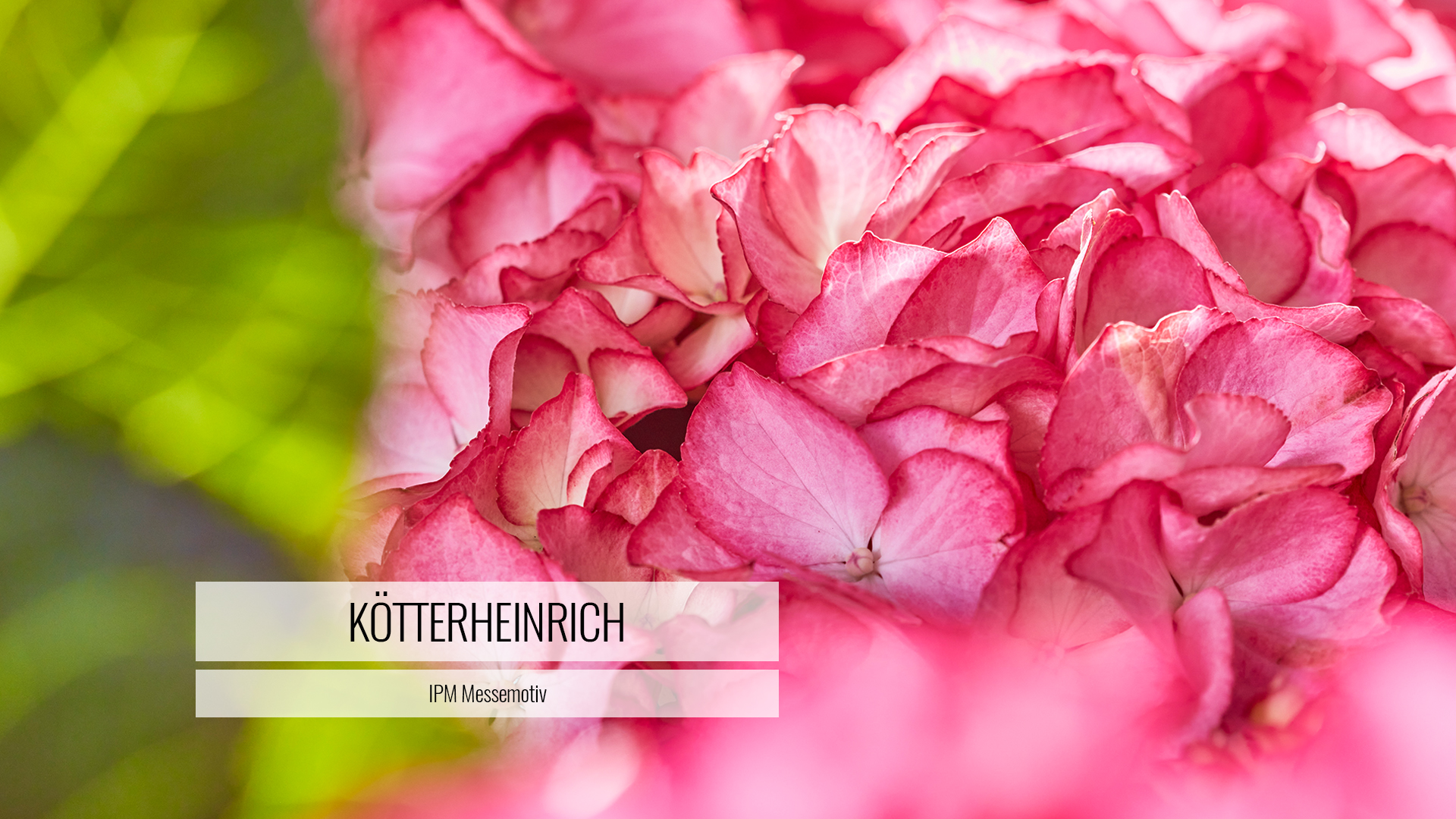 Rudi Schubert, Schubert-Fotografie, Studio für professionelle Werbefotografie, Werbefotografie Münster, Werbefotografie Osnabrück, Werbefotografie Münsterland, Fotograf Münsterland, Fotograf Münster, Fotograf Osnabrück, Fotograf Osnabrücker Land, Anzeigen-Fotografie, Hortensien, Euphorbia pulcherrima, Helleborus, Schneerose, Schwarze Nieswurz, Hahnenfußgewächs, Kötterheinrich, Die Pflanzenprofis, Pflanzenprofi, Profi-Saatgut, Plant Happy