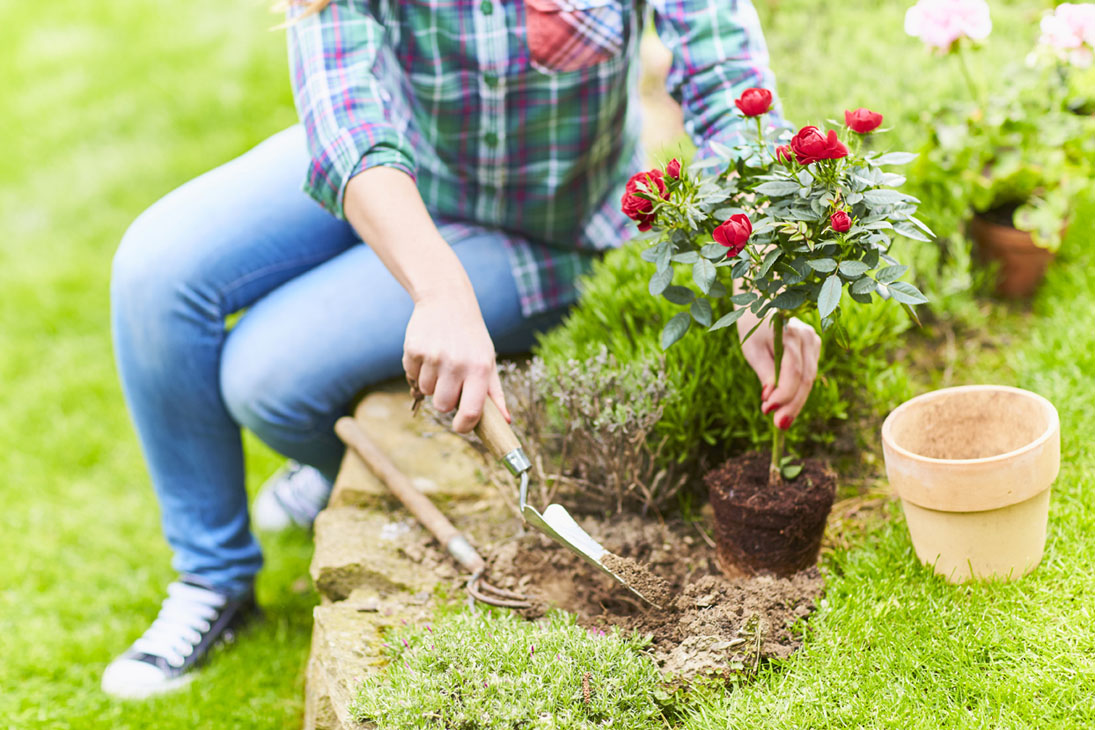 Rudi Schubert, Schubert-Fotografie, Studio für professionelle Werbefotografie, junges kreatives Team, Werbefotografie Münster, Werbefotografie Osnabrück, Werbefotografie, Imagefotografie, Landgard, Floristik, Pflanzen, Blumen, Garten, Marketing, Green Market