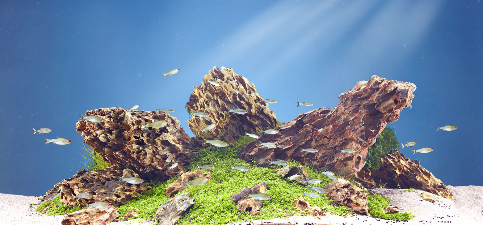 Rudi Schubert, Schubert-Fotografie, Studio für professionelle Werbefotografie, junges kreatives Team, Werbefotografie Münster, Werbefotografie Osnabrück, Werbefotografie, Stillleben, Still-Life, Produktfotografie, Objektfotografie, Oase Aquaristik, Aquarium, Zierfische, Wasserpflanzen