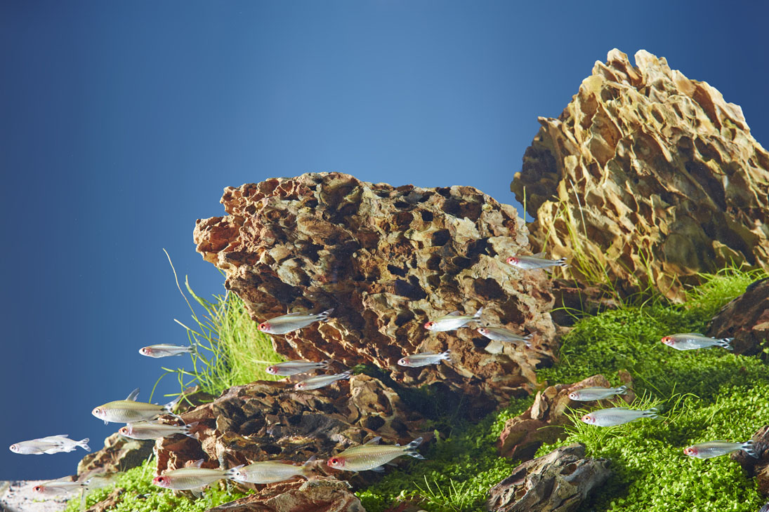 Rudi Schubert, Schubert-Fotografie, Studio für professionelle Werbefotografie, junges kreatives Team, Werbefotografie Münster, Werbefotografie Osnabrück, Werbefotografie, Stillleben, Still-Life, Produktfotografie, Objektfotografie, Oase Aquaristik, Aquarium, Zierfische, Wasserpflanzen