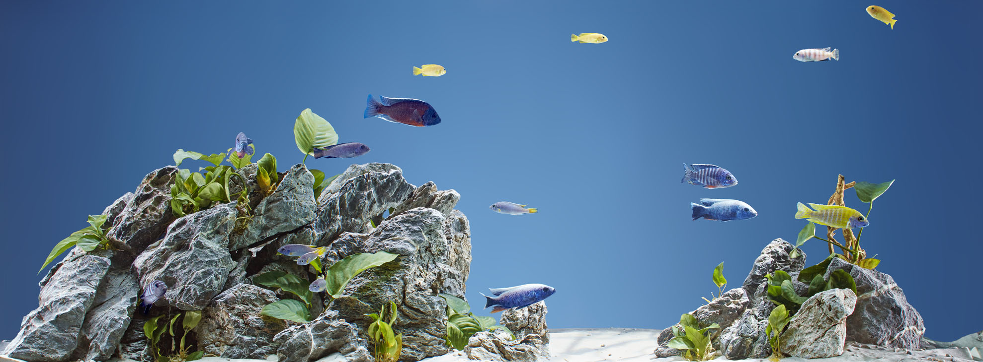 Rudi Schubert, Schubert-Fotografie, Studio für professionelle Werbefotografie, junges kreatives Team, Werbefotografie Münster, Werbefotografie Osnabrück, Werbefotografie, Stillleben, Still-Life, Produktfotografie, Objektfotografie, Oase Aquaristik, Aquarium, Zierfische, Wasserpflanzen
