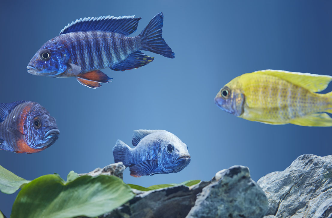 Rudi Schubert, Schubert-Fotografie, Studio für professionelle Werbefotografie, junges kreatives Team, Werbefotografie Münster, Werbefotografie Osnabrück, Werbefotografie, Stillleben, Still-Life, Produktfotografie, Objektfotografie, Oase Aquaristik, Aquarium, Zierfische, Wasserpflanzen