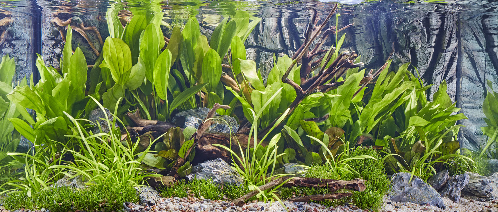 Rudi Schubert, Schubert-Fotografie, Studio für professionelle Werbefotografie, junges kreatives Team, Werbefotografie Münster, Werbefotografie Osnabrück, Werbefotografie, Stillleben, Still-Life, Produktfotografie, Objektfotografie, Oase Aquaristik, Aquarium, Zierfische, Wasserpflanzen