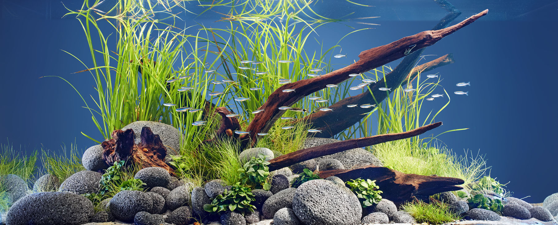 Rudi Schubert, Schubert-Fotografie, Studio für professionelle Werbefotografie, junges kreatives Team, Werbefotografie Münster, Werbefotografie Osnabrück, Werbefotografie, Stillleben, Still-Life, Produktfotografie, Objektfotografie, Oase Aquaristik, Aquarium, Zierfische, Wasserpflanzen