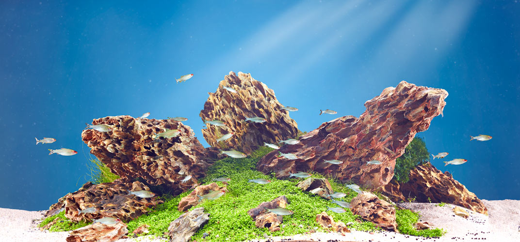 Rudi Schubert, Schubert-Fotografie, Studio für professionelle Werbefotografie, junges kreatives Team, Werbefotografie Münster, Werbefotografie Osnabrück, Werbefotografie, Stillleben, Still-Life, Produktfotografie, Objektfotografie, Oase Aquaristik, Aquarium, Zierfische, Wasserpflanzen