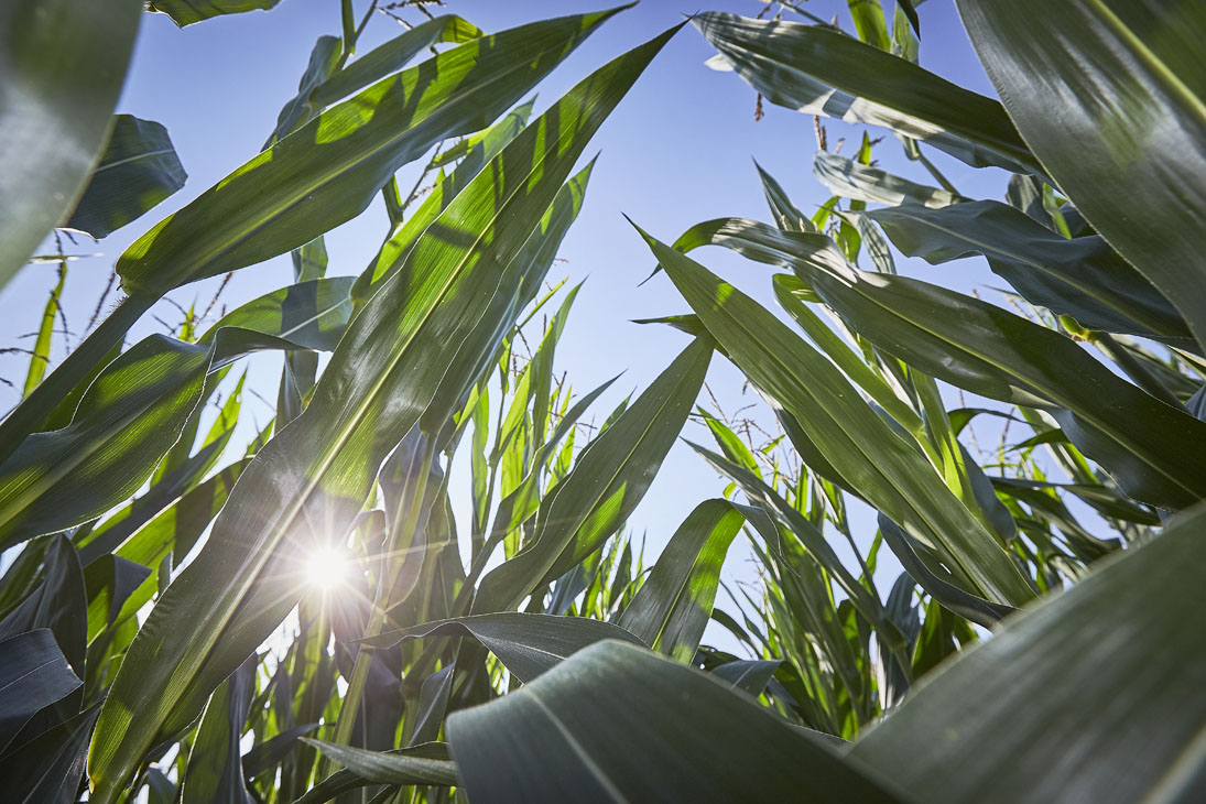 Rudi Schubert, Schubert-Fotografie, Studio für professionelle Werbefotografie, junges kreatives Team, Werbefotografie Münster, Werbefotografie Osnabrück, Werbefotografie, TerraVis by Agravis, Biogas, Biogasanlage, Landwirtschaft, Green Market