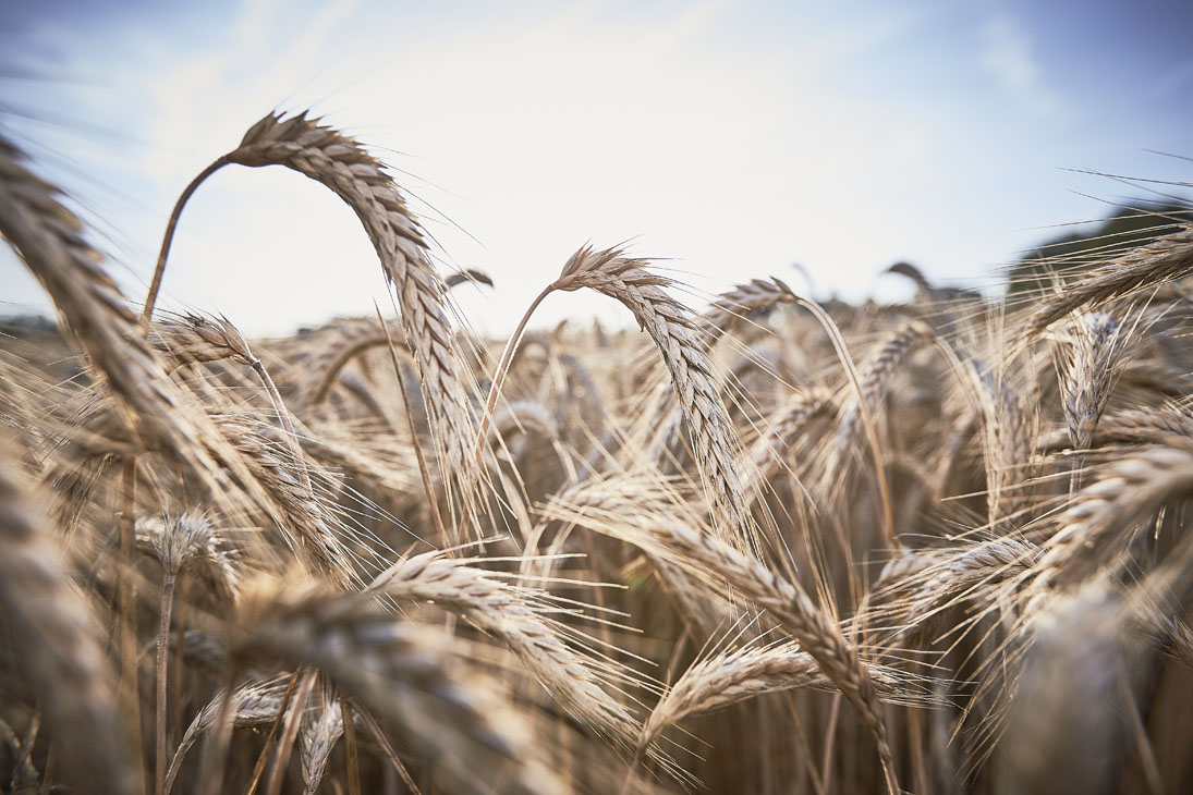 Rudi Schubert, Schubert-Fotografie, Studio für professionelle Werbefotografie, junges kreatives Team, Werbefotografie Münster, Werbefotografie Osnabrück, Werbefotografie, TerraVis by Agravis, Biogas, Biogasanlage, Landwirtschaft, Green Market