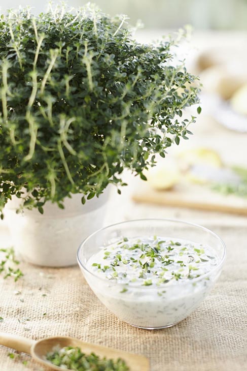 Rudi Schubert, Schubert-Fotografie, Studio für professionelle Werbefotografie, junges kreatives Team, Werbefotografie Münster, Werbefotografie Osnabrück, Werbefotografie, Produktfotografie, Stillleben, Volmary Kräuterkollektion, Volmary GmbH, Kräuter, Kochen, Küche, Pflanzen, Green Market