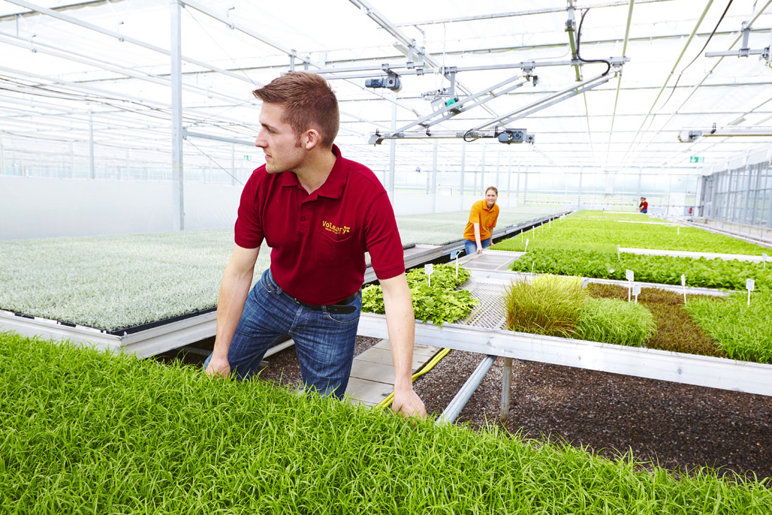 Rudi Schubert, Schubert-Fotografie, Studio für professionelle Werbefotografie, junges kreatives Team, Werbefotografie Münster, Werbefotografie Osnabrück, Werbefotografie, Imagefotografie, Volmary, Floristik, Pflanzenversand, Pflanzenzucht, Green Market