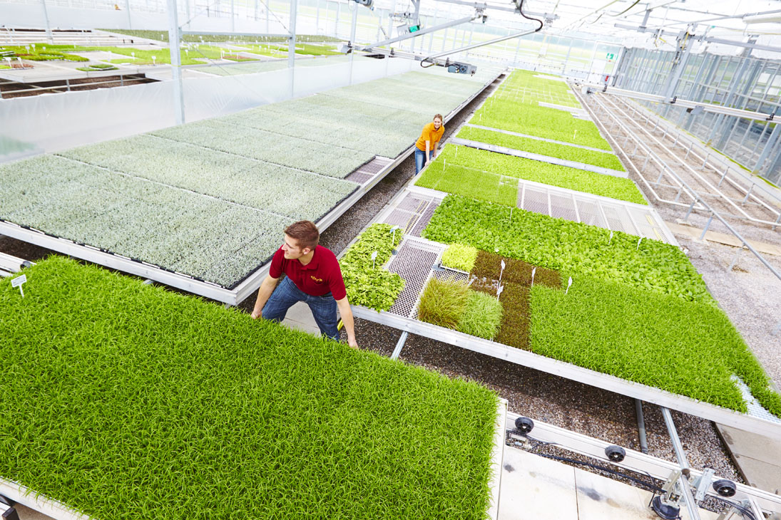 Rudi Schubert, Schubert-Fotografie, Studio für professionelle Werbefotografie, junges kreatives Team, Werbefotografie Münster, Werbefotografie Osnabrück, Werbefotografie, Imagefotografie, Volmary, Floristik, Pflanzenversand, Pflanzenzucht, Green Market