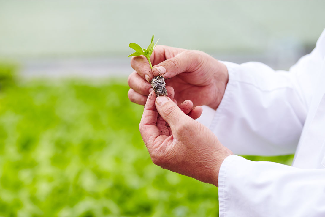 Rudi Schubert, Schubert-Fotografie, Studio für professionelle Werbefotografie, junges kreatives Team, Werbefotografie Münster, Werbefotografie Osnabrück, Werbefotografie, Imagefotografie, Volmary, Floristik, Pflanzenversand, Pflanzenzucht, Green Market