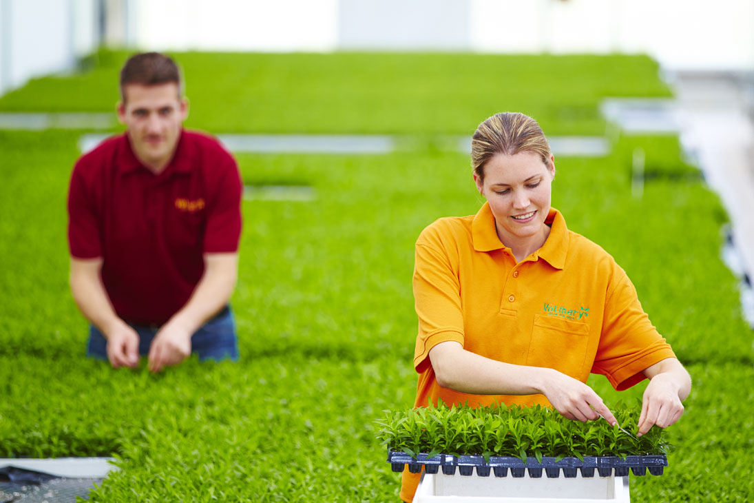 Rudi Schubert, Schubert-Fotografie, Studio für professionelle Werbefotografie, junges kreatives Team, Werbefotografie Münster, Werbefotografie Osnabrück, Werbefotografie, Imagefotografie, Volmary, Floristik, Pflanzenversand, Pflanzenzucht, Green Market