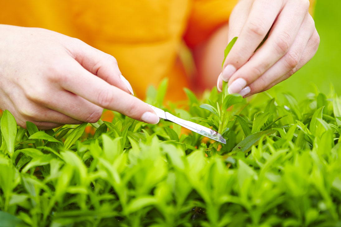 Rudi Schubert, Schubert-Fotografie, Studio für professionelle Werbefotografie, junges kreatives Team, Werbefotografie Münster, Werbefotografie Osnabrück, Werbefotografie, Imagefotografie, Volmary, Floristik, Pflanzenversand, Pflanzenzucht, Green Market