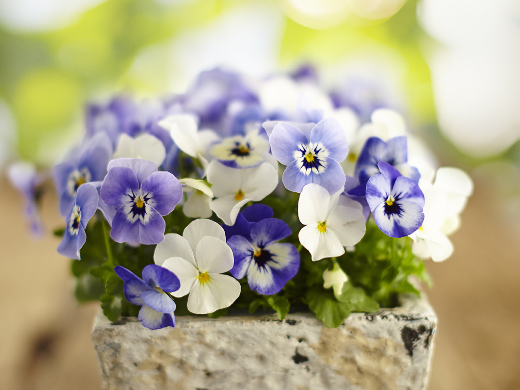 Rudi Schubert, Schubert-Fotografie, Studio für professionelle Werbefotografie, junges kreatives Team, Werbefotografie Münster, Werbefotografie Osnabrück, Werbefotografie, Produktfotografie, Stillleben, Volmary Mix A Twix, Volmary GmbH, Pflanzenhandel, Pflanzenversand, Blumen, Green Market