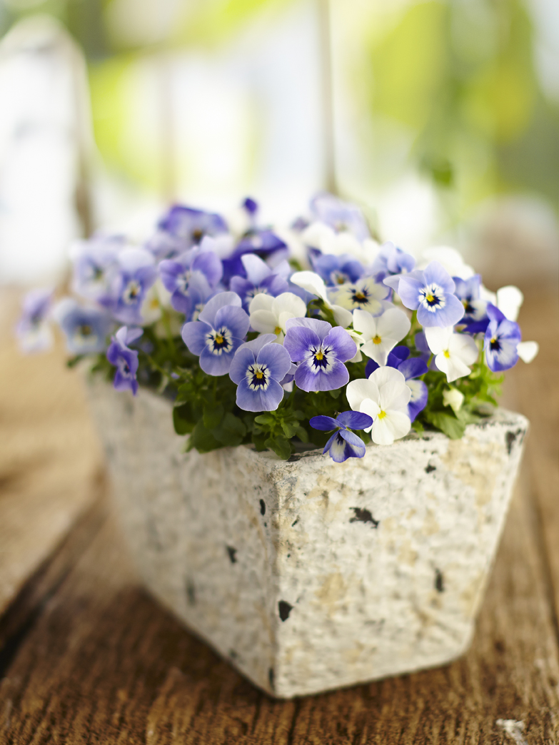 Rudi Schubert, Schubert-Fotografie, Studio für professionelle Werbefotografie, junges kreatives Team, Werbefotografie Münster, Werbefotografie Osnabrück, Werbefotografie, Produktfotografie, Stillleben, Volmary Mix A Twix, Volmary GmbH, Pflanzenhandel, Pflanzenversand, Blumen, Green Market