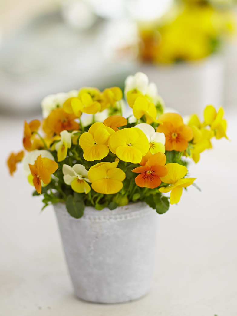 Rudi Schubert, Schubert-Fotografie, Studio für professionelle Werbefotografie, junges kreatives Team, Werbefotografie Münster, Werbefotografie Osnabrück, Werbefotografie, Produktfotografie, Stillleben, Volmary Mix A Twix, Volmary GmbH, Pflanzenhandel, Pflanzenversand, Blumen, Green Market