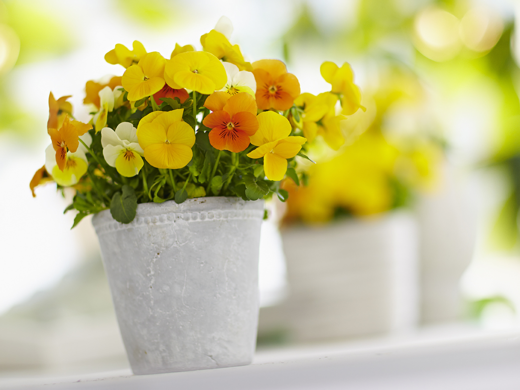 Rudi Schubert, Schubert-Fotografie, Studio für professionelle Werbefotografie, junges kreatives Team, Werbefotografie Münster, Werbefotografie Osnabrück, Werbefotografie, Produktfotografie, Stillleben, Volmary Mix A Twix, Volmary GmbH, Pflanzenhandel, Pflanzenversand, Blumen, Green Market