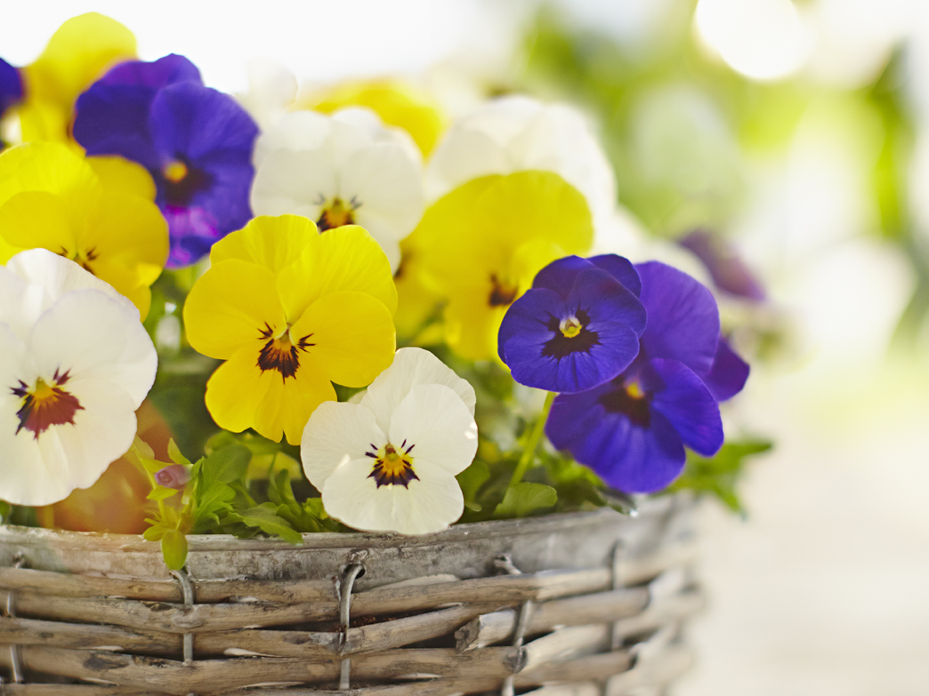 Rudi Schubert, Schubert-Fotografie, Studio für professionelle Werbefotografie, junges kreatives Team, Werbefotografie Münster, Werbefotografie Osnabrück, Werbefotografie, Produktfotografie, Stillleben, Volmary Mix A Twix, Volmary GmbH, Pflanzenhandel, Pflanzenversand, Blumen, Green Market