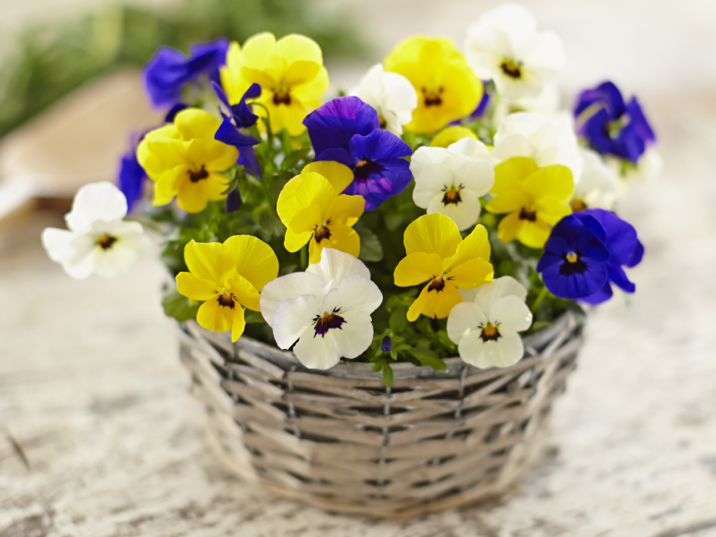 Rudi Schubert, Schubert-Fotografie, Studio für professionelle Werbefotografie, junges kreatives Team, Werbefotografie Münster, Werbefotografie Osnabrück, Werbefotografie, Produktfotografie, Stillleben, Volmary Mix A Twix, Volmary GmbH, Pflanzenhandel, Pflanzenversand, Blumen, Green Market