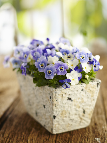 Rudi Schubert, Schubert-Fotografie, Studio für professionelle Werbefotografie, junges kreatives Team, Werbefotografie Münster, Werbefotografie Osnabrück, Werbefotografie, Produktfotografie, Stillleben, Volmary Mix A Twix, Volmary GmbH, Pflanzenhandel, Pflanzenversand, Blumen, Green Market