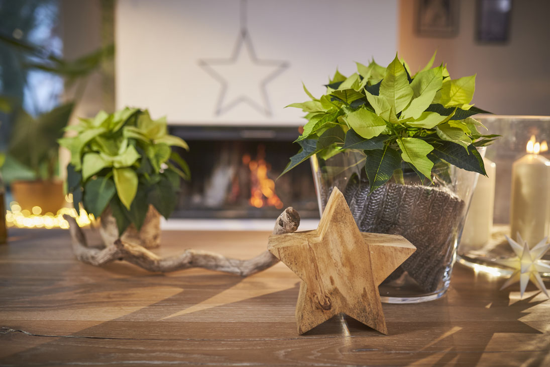 Rudi Schubert, Schubert-Fotografie, Studio für professionelle Werbefotografie, junges kreatives Team, Werbefotografie Münster, Werbefotografie Osnabrück, Werbefotografie, Produktfotografie, Stillleben, Volmary Mix A Twix, Volmary GmbH, Pflanzenhandel, Pflanzenversand, Blumen, Green Market