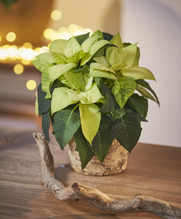 Rudi Schubert, Schubert-Fotografie, Studio für professionelle Werbefotografie, junges kreatives Team, Werbefotografie Münster, Werbefotografie Osnabrück, Werbefotografie, Produktfotografie, Stillleben, Volmary Mix A Twix, Volmary GmbH, Pflanzenhandel, Pflanzenversand, Blumen, Green Market