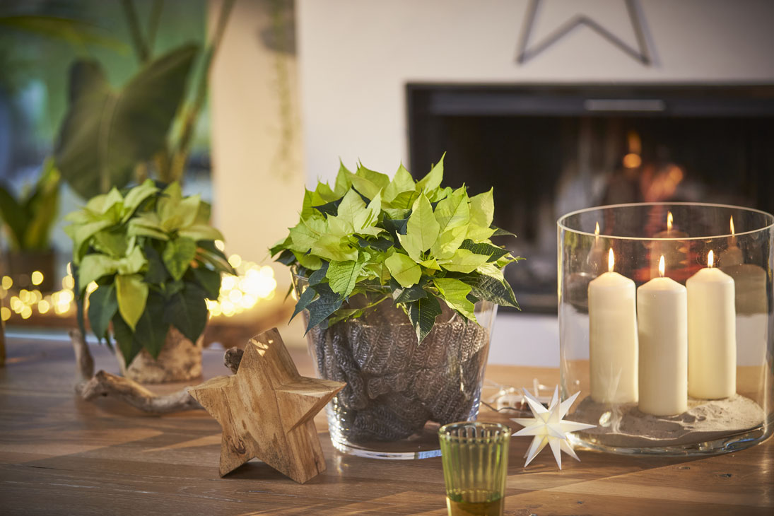 Rudi Schubert, Schubert-Fotografie, Studio für professionelle Werbefotografie, junges kreatives Team, Werbefotografie Münster, Werbefotografie Osnabrück, Werbefotografie, Produktfotografie, Stillleben, Volmary Mix A Twix, Volmary GmbH, Pflanzenhandel, Pflanzenversand, Blumen, Green Market