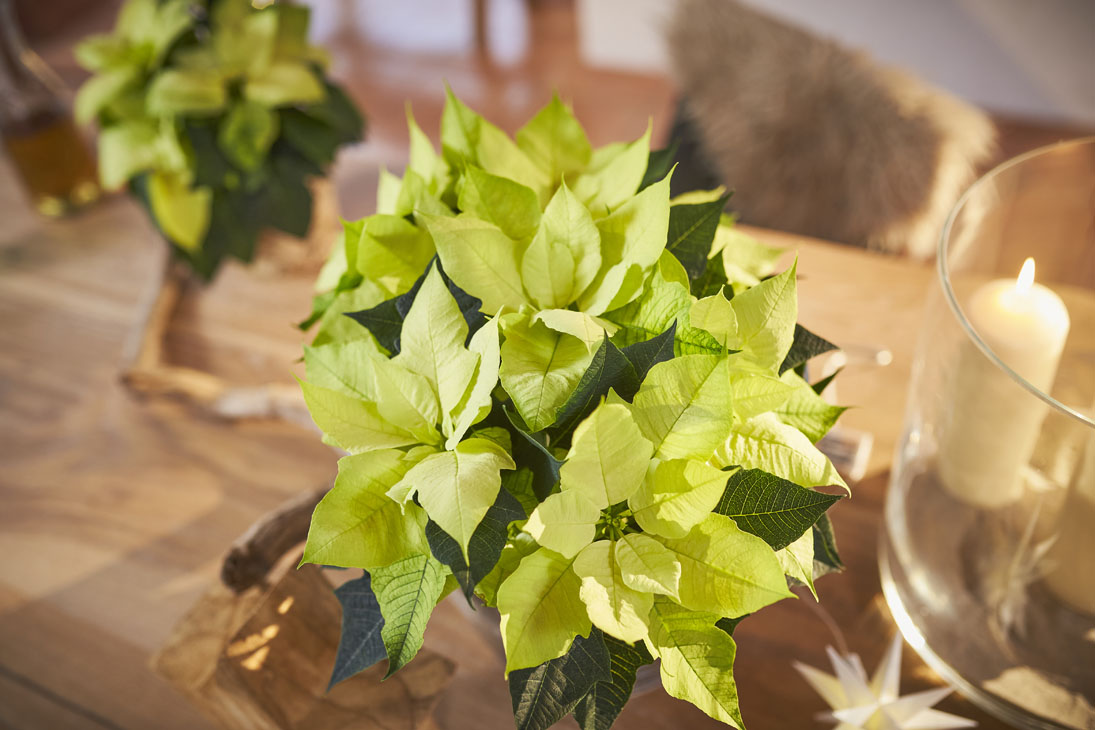 Rudi Schubert, Schubert-Fotografie, Studio für professionelle Werbefotografie, junges kreatives Team, Werbefotografie Münster, Werbefotografie Osnabrück, Werbefotografie, Produktfotografie, Stillleben, Volmary Mix A Twix, Volmary GmbH, Pflanzenhandel, Pflanzenversand, Blumen, Green Market