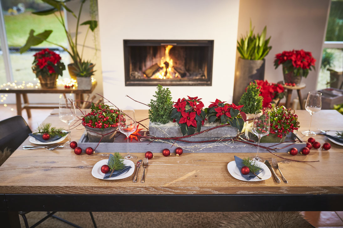 Rudi Schubert, Schubert-Fotografie, Studio für professionelle Werbefotografie, junges kreatives Team, Werbefotografie Münster, Werbefotografie Osnabrück, Werbefotografie, Produktfotografie, Stillleben, Volmary Mix A Twix, Volmary GmbH, Pflanzenhandel, Pflanzenversand, Blumen, Green Market