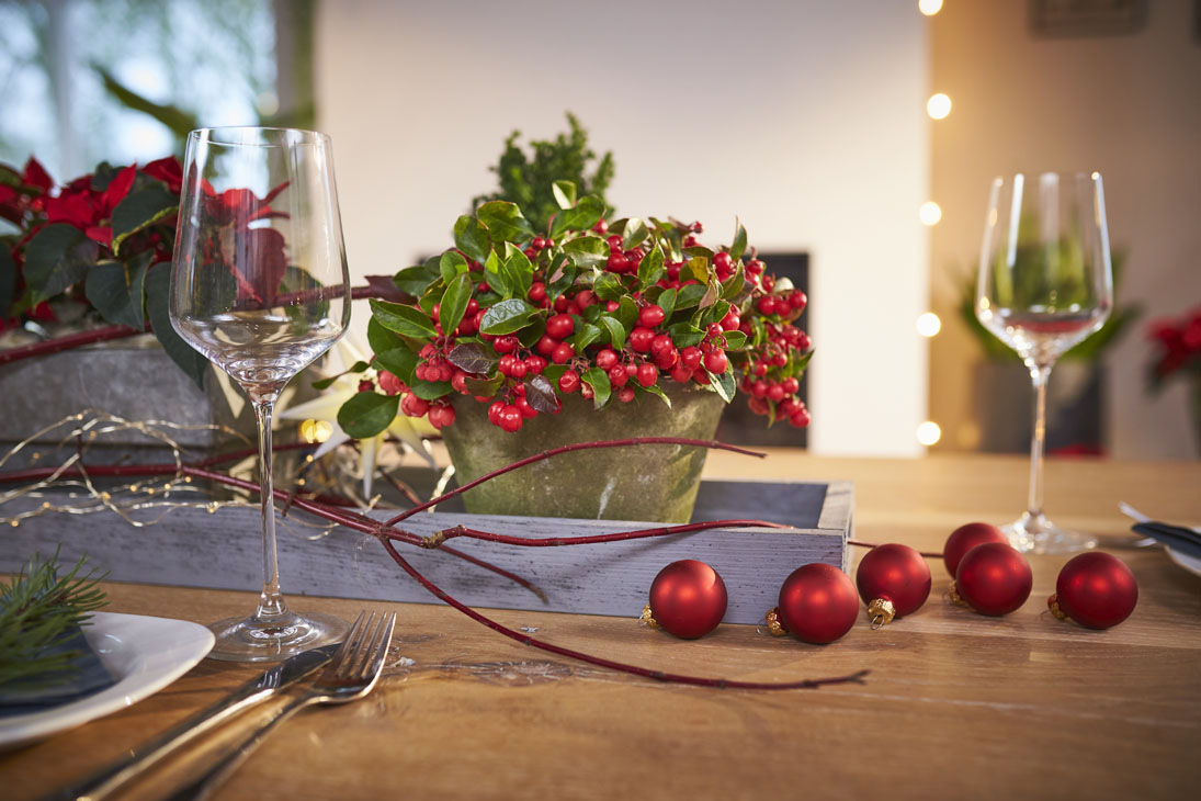 Rudi Schubert, Schubert-Fotografie, Studio für professionelle Werbefotografie, junges kreatives Team, Werbefotografie Münster, Werbefotografie Osnabrück, Werbefotografie, Produktfotografie, Stillleben, Volmary Mix A Twix, Volmary GmbH, Pflanzenhandel, Pflanzenversand, Blumen, Green Market