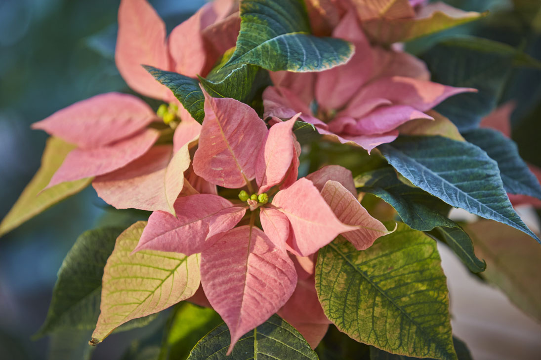 Rudi Schubert, Schubert-Fotografie, Studio für professionelle Werbefotografie, junges kreatives Team, Werbefotografie Münster, Werbefotografie Osnabrück, Werbefotografie, Produktfotografie, Stillleben, Volmary Mix A Twix, Volmary GmbH, Pflanzenhandel, Pflanzenversand, Blumen, Green Market