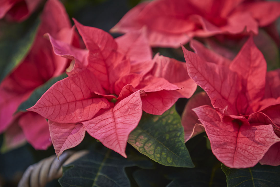 Rudi Schubert, Schubert-Fotografie, Studio für professionelle Werbefotografie, junges kreatives Team, Werbefotografie Münster, Werbefotografie Osnabrück, Werbefotografie, Produktfotografie, Stillleben, Volmary Mix A Twix, Volmary GmbH, Pflanzenhandel, Pflanzenversand, Blumen, Green Market