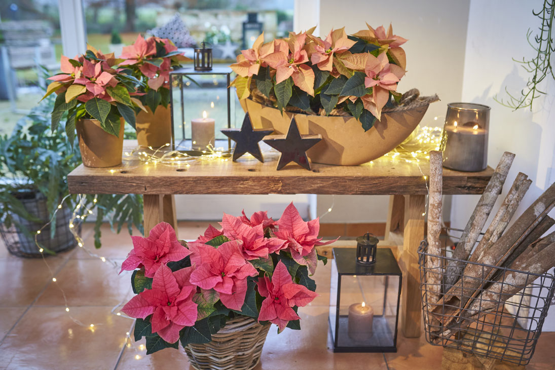 Rudi Schubert, Schubert-Fotografie, Studio für professionelle Werbefotografie, junges kreatives Team, Werbefotografie Münster, Werbefotografie Osnabrück, Werbefotografie, Produktfotografie, Stillleben, Volmary Mix A Twix, Volmary GmbH, Pflanzenhandel, Pflanzenversand, Blumen, Green Market