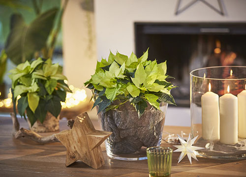 Rudi Schubert, Schubert-Fotografie, Studio für professionelle Werbefotografie, junges kreatives Team, Werbefotografie Münster, Werbefotografie Osnabrück, Werbefotografie, Produktfotografie, Stillleben, Volmary Mix A Twix, Volmary GmbH, Pflanzenhandel, Pflanzenversand, Blumen, Green Market